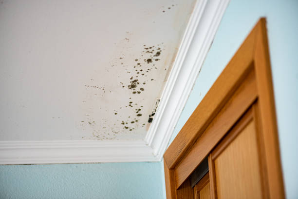 Why You Should Choose Our Mold Remediation Services in Pottsgrove, PA